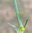  Stipule and petiole with adaxial groove